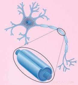 Advanced Nanoscale Imaging Unveils Promising Pathways for Multiple Sclerosis Treatment