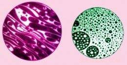 Advanced Nanoscale Imaging Unveils Promising Pathways for Multiple Sclerosis Treatment