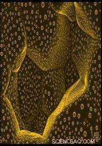 Nanometer-Scale Interfaces Exhibit Dual Solid-Liquid Behavior