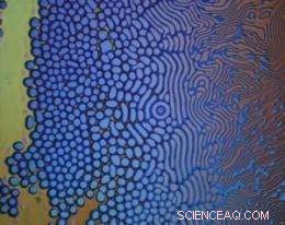 Experiments Clarify Nanofilm Array Formation, Settling Long-Standing Debate