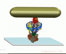 NIH Funding Accelerates ASU s Molecular Motor Research