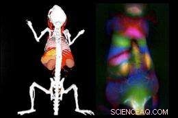 Enhanced Internal Imaging of Mouse Organs Using Fluorescent Nanotubes