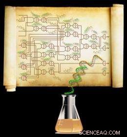 Largest DNA‑Based Synthetic Circuit: 74 Molecules Compute Discrete Square Roots