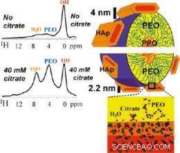 Citrate’s Crucial Role in Bone Nanostructure Formation