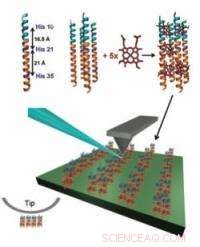 Scientists Engineer Biological Circuit Parts and Innovate Microscopy for Precise Protein Analysis