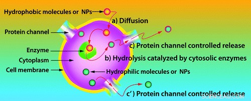 Living Cells as Natural Capsules for Targeted Drug Delivery