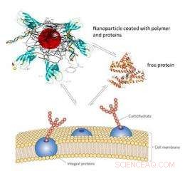 Targeting Tumors with Superparamagnetic Iron Oxide: Precision Cancer Therapy