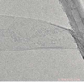 Boron Nitride Nanotubes Unzipped into High-Performance Nanoribbons