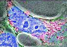 DNA Cages Successfully Enter and Persist Within Living Cells
