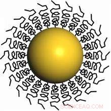 Stabilizing Gold Nanoparticles with Polyvinyl Alcohol Ligands