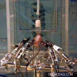 New Research Reveals How Artificial Nanoparticles Alter Heart Rate