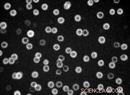 Unveiling the Nanoscale Key to Enhancing Alloy Strength