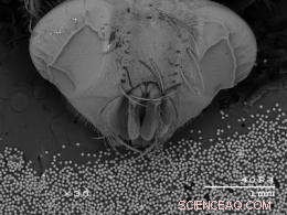 Ames Lab Partners with Iowa Startup in DOE Innovation Challenge