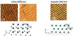 High-Resolution Atomic Imaging of Calcium Carbonate Crystal Surfaces Underwater