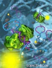 DNA-Based Nanosensors Offer Promising Pathways for Advanced Cancer Diagnostics and Therapeutics