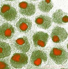 Revolutionary Magnetic Nanoparticle Purification System Enhances Drug Delivery and Imaging