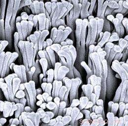 Engineering Gecko-Inspired Adhesives: Replicating the Science Behind Gecko Toes