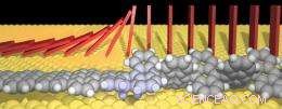 Graphene Nanoribbons Emerge via Domino-Like Growth Mechanism