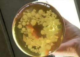 Eco-Friendly Textiles: Nano-Enzyme Dyes Revolutionize Sustainable Fashion