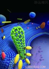 Carbon Nanotubes: Hidden Risks to Cellular Health