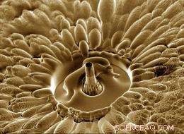 Discovering the Hidden Beauty of the Nano-Cosmos