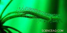 The Nanotechnology Behind Sundew and English Ivy s Sticky Power