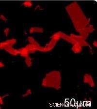 Scientists Reveal Hidden Molecular Dynamics with Advanced Microscopy