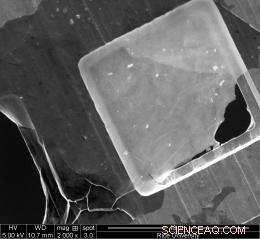 Large Graphene Oxide Flakes Form Gel-Like Liquid Crystal
