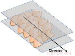 Large Graphene Oxide Flakes Form Gel-Like Liquid Crystal