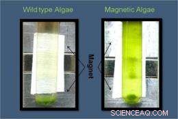 LANL Unveils First Genetically Engineered Magnetic Algae for Advanced Biotechnological Applications