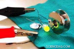 Innovative Transistors Made from Natural Cotton Fibers