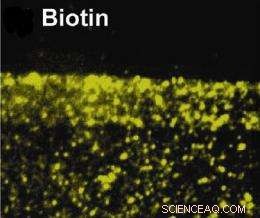 Groundbreaking Nanoparticle Tool Maps Spatial Patterns in Living Cells