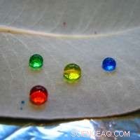 Murdoch University Scientists Discover Eucalyptus Nanoparticles with Self-Cleaning, Water-Repellent Properties