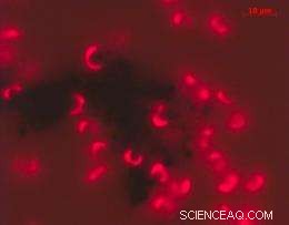 Impact of Carbon Nanotubes on Green Algae: Reactions and Implications