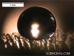 Salvinia molesta’s Eggbeaters Inspire Next‑Gen Waterproof Coatings