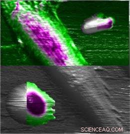 Probing Cell Mechanics Yields Promising New Diagnostic Tool