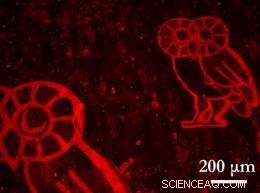 Revolutionary Two-Step Process Turns Graphene into a Powerful Tool for Organic Chemistry