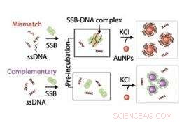 Nanoparticles Reveal How Single-Stranded DNA Interacts with Binding Proteins