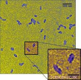 Buffalo Chemists Craft Nanotube Traps to Capture Charged Particles