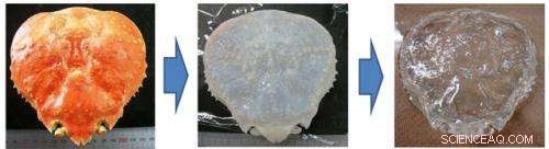 Japanese Scientists Turn Crab Shells Transparent with Chemical Innovation
