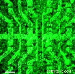 First Biocompatible Graphene Transistor Array Captures Real-Time Cellular Signals