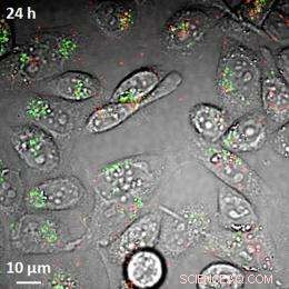 New Label‑Free Imaging System Enables Precise Tracking of Carbon Nanotubes in Cells and Bloodstreams