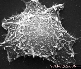 Innovative Pretreatment Yields Biocompatible, Stable Gold Nanorods for Targeted Tumor Therapy