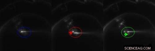 Nanophotonic Endoscope Enables Real-Time Optical Insight Inside Living Cells