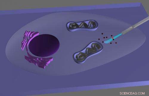 Nanophotonic Endoscope Enables Real-Time Optical Insight Inside Living Cells