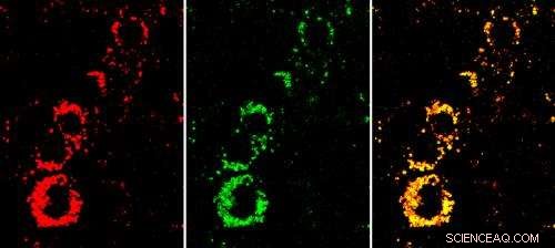 Nanosensors Reduce Need for Animal Testing in Scientific Research