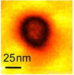 Nanoscale Metallic Conductivity Confirmed in Ferroelectric Nanodomains