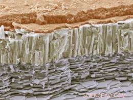 Discover a New Family of Composite Structures Inspired by Abalone Seashells