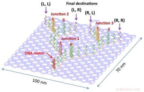 Programmable DNA Motor Navigates Complex Track Networks