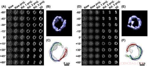 Unveiling Protein Architecture: 3D Imaging via Electron Microscopy